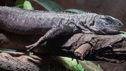 Utila iguana (Ctenosaura bakeri) on the branch
