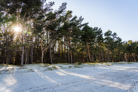 Coastal forest on the German island Usedom with sun behind the trees and white beach in the foreground