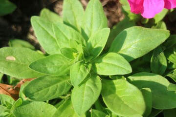 Closeup of Vibrant Green Petunia Leaves in the Sunlight