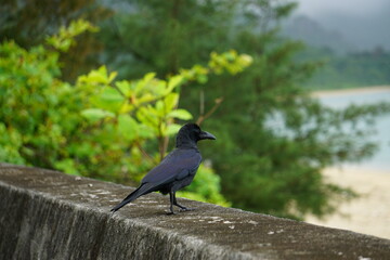 カラスがたたずむ