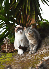 Two homeless curious cats in the tropical garden. La Palma, Canary island, Spain.