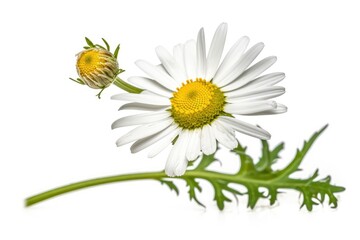 Obraz premium vibrant flower in bloom on a plain white background. Generative AI