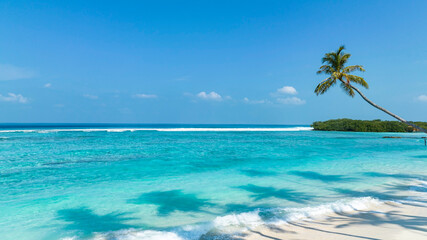 Obraz na płótnie Canvas Summer palm tree and Tropical beach with blue sky background