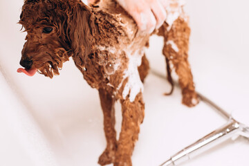 The process of washing a dog at home. A small red poodle is being washed in the bathroom. Wet dog in the bathroom