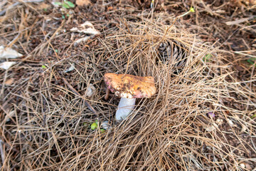 Young  edible mushrooms - russula make their way through a layer of grass and needles in a coniferous forest, near the Safed city, in northern Israel