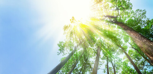 Sun Light  Rays through the Trees on the bright sky panoramic background, The Brighter Future is Coming Concept