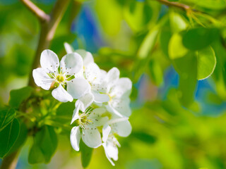 Spring, garden and pear leaf flowers or branch, green trees and beauty of Chinese floral, plants or natural growth. White tree, calm environment and blossom leaves or zen, summer and gardening