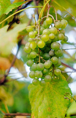 bunch of ripe green grapes on a branch, grapes
