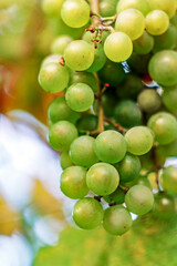 bunch of ripe green grapes on a branch, grapes