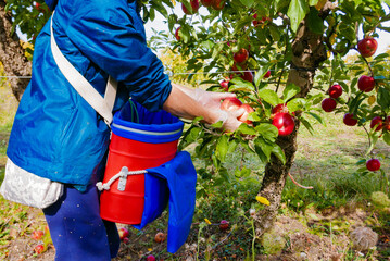 Apples in boxes after harvest