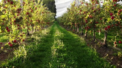 Flying in apple orchard, France. Ripe red apples ready to pick at harvest time. Cultivar Braeburn.