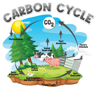 Carbon Cycle Diagram for Science Education