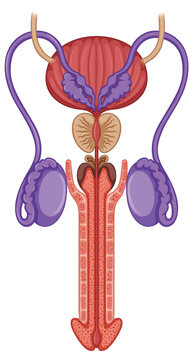 Inside the male reproductive system