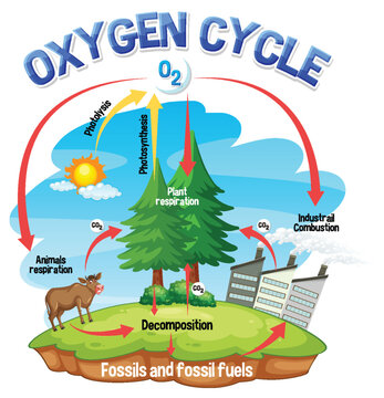 Oxygen Cycle Diagram for Science Education