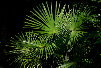 Fototapeta na wymiar Green leaves of a palm tree in tropical nature