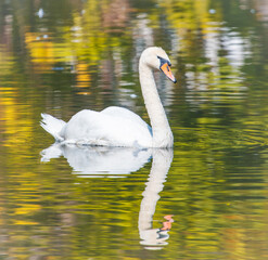 Fototapeta premium White swan swims in nature in summer