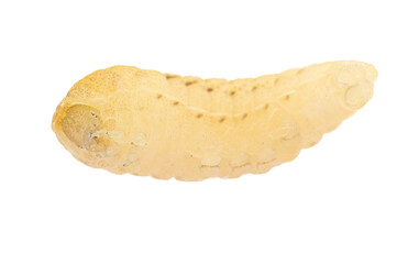 Caterpillar isolated on white background.