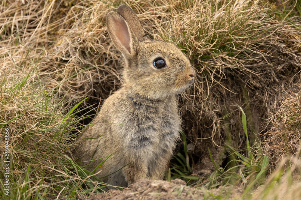 Wall mural baby wild rabbit in springtime, just about to leave the safety of the rabbit warren, alert and facin