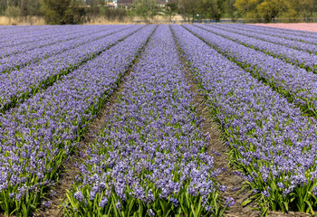 Fields of blooming hyacints near Lisse in the Netherlands
