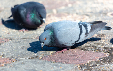 Pigeons on the ground. Pigeons eat sunflower seeds