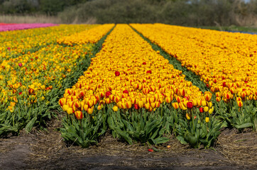 Fields of blooming tulips near Lisse in the Netherlands