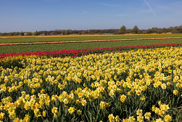 Fields of blooming tulips and daffodils near Lisse in the Netherlands