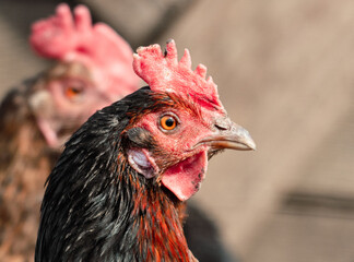 Portrait of a rooster on a farm. Close-up
