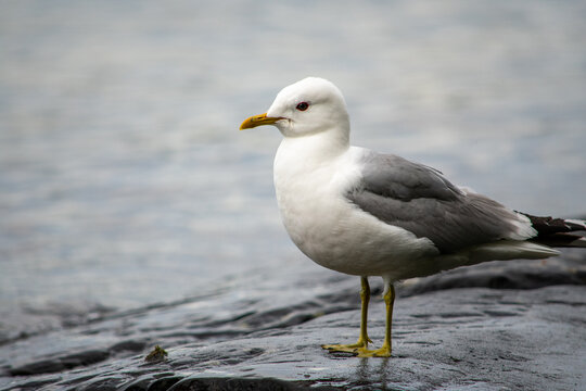 Common gull (Larus canus) standing on a rocky shore of the lake