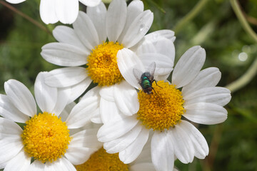White flowers of oxeye daisy with a fly collecting pollen - 597047896