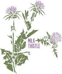 Milk thistle in vector silhouette. Silybum marianum Gaertn medicinal herb outline. Set of vector image of Spotted milk thistle plant in color for medicine and botany. Milk thistle in contour and color