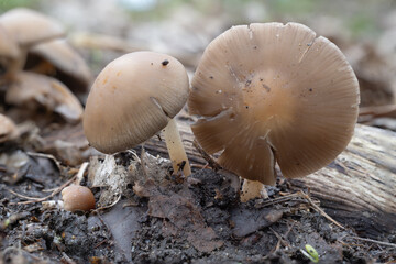 Der Graubraune M&uuml;rbling ist ein essbarer, aber unbedeutender Fr&uuml;hjahrspilz. W&auml;chst in Laubw&auml;ldern und Parks auf morschem Holz oder Laubstreu. Zu verwechseln mit dem giftigen Spitzgebuckelten Raukopf.
