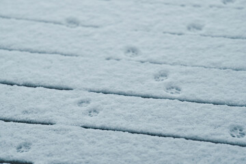 animal tracks on fresh snow