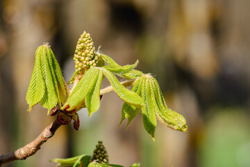 Horse Chestnut buds and new green leaves in April, close up