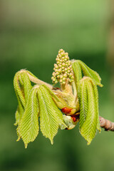 Obraz premium Horse Chestnut buds and new green leaves in April, close up, vertical 