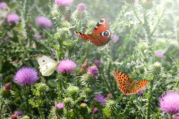 Schmetterling 1074 © K.-U. Häßler
