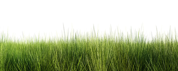 Green grass meadow isolated on transparent background