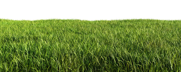 Green grass meadow isolated on transparent background