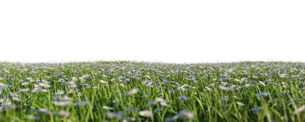 Spring meadow with grass and daisy flowers. Isolated on transparent background
