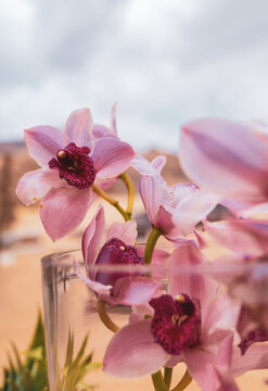 bouquet of pink Orchid flowers