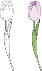 Hand drawn color and black and white Tulips with a doodle style shading. Vector spring holiday outline illustration