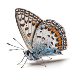 studded blue watercolor created by Generative Ai Tools