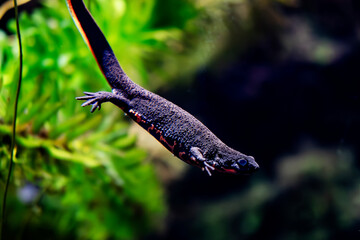 Japanese fire-bellied salamander in the aquarium.
