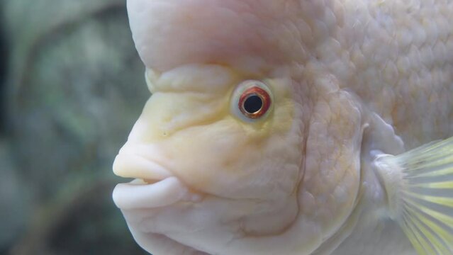 A white fish with a big head Amphilophus citrinellus looks at me. red eyes close-up.