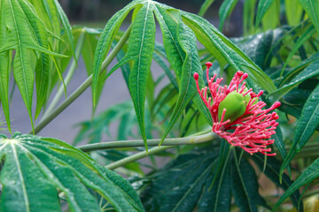 Beautiful pink flower and dew of leaves. Selective focus. Buddha belly plant, a species of Physic nuts (Jatropha podagrica). Left copy space