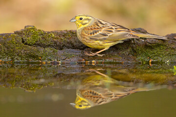 Trznadel zwyczajny, trznadel, trznadel żółtobrzuch (Emberiza citrinella) © Grzegorz
