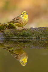 Trznadel zwyczajny, trznadel, trznadel żółtobrzuch (Emberiza citrinella)