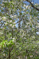 Fototapeta premium wild apple trees with white flowers and blue sky vertical