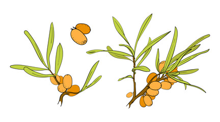 Set Sea buckthorn branch. Vector hand drawn pictures in doodle style. Berry for juce, mack, cream. Line art color illustrations
