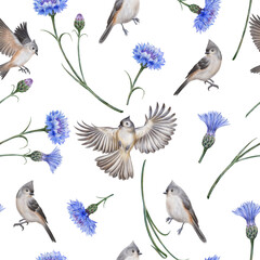 Seamless pattern Tufted Titmouse and meadow cornflowers. Grey birds hand drawn