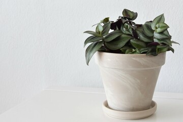 Tradescantia zebrina, aka wandering dude, houseplant in a white pot, isolated on a white...